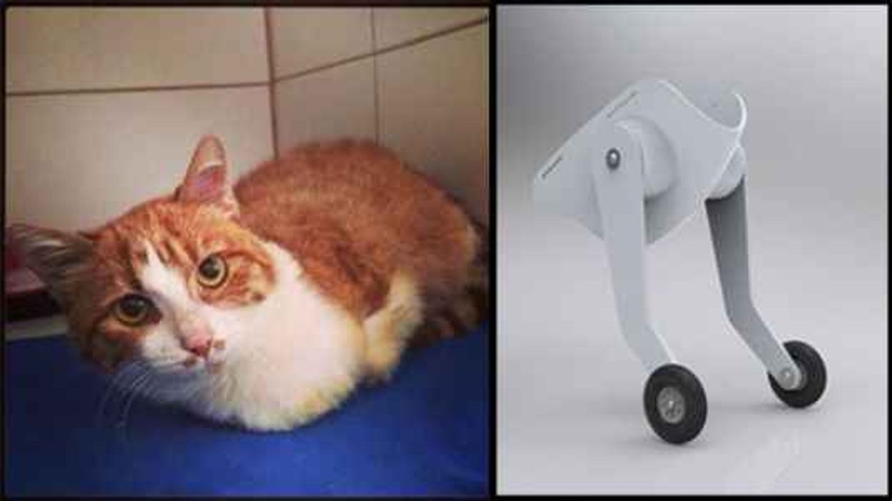 Kedi Umut'tan haber var!