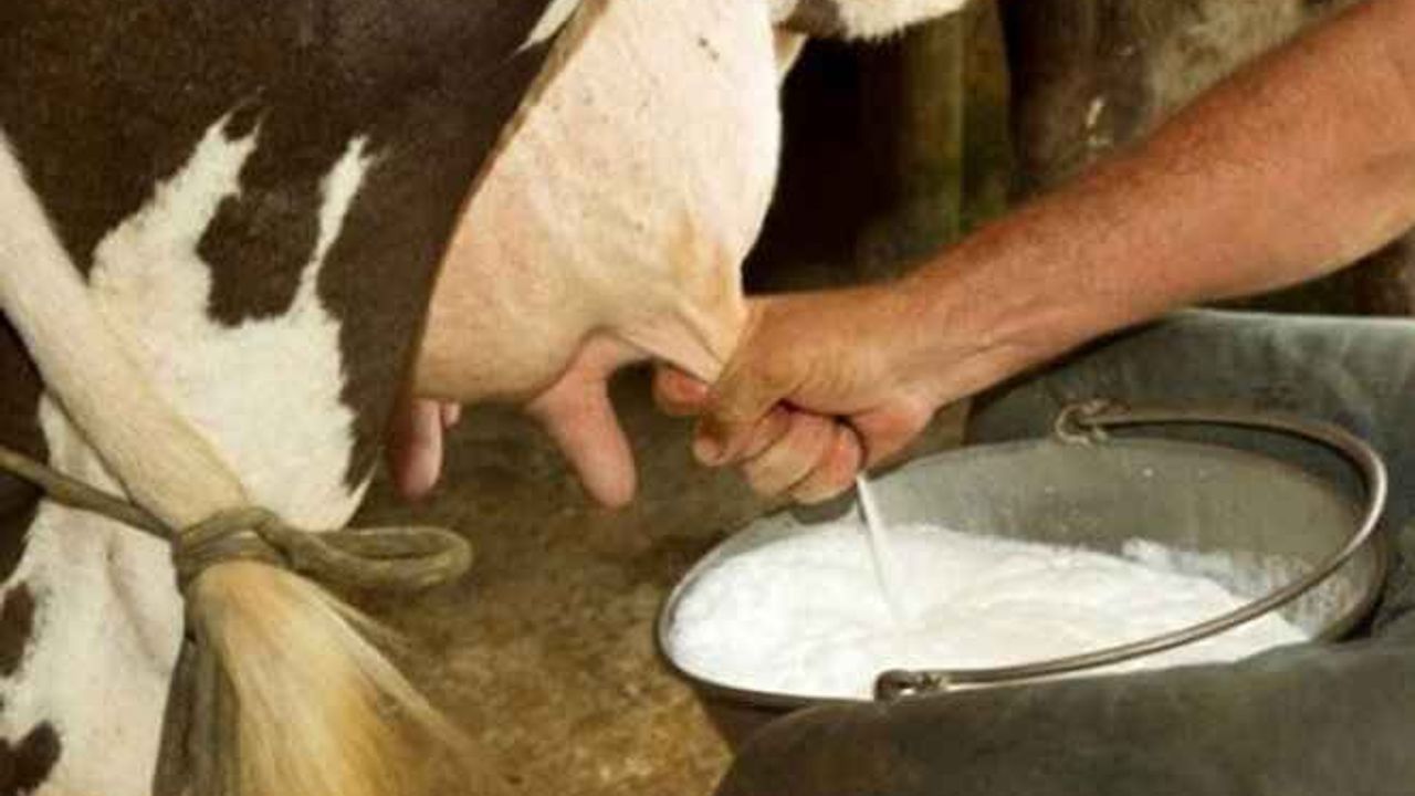 Yılan ineği soktu, ziyan olmasın diye yediler! Hepsi...