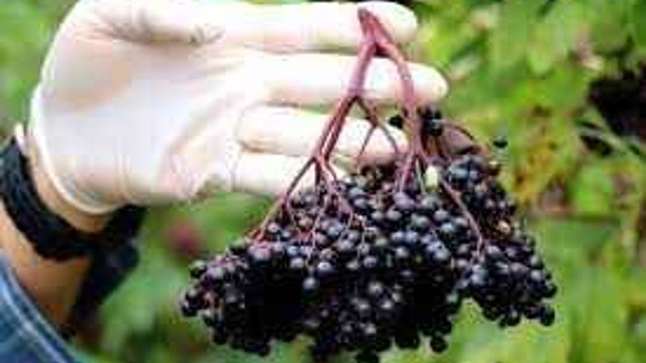 Her derde deva! Aronya meyvesi nedir? Faydaları nelerdir?