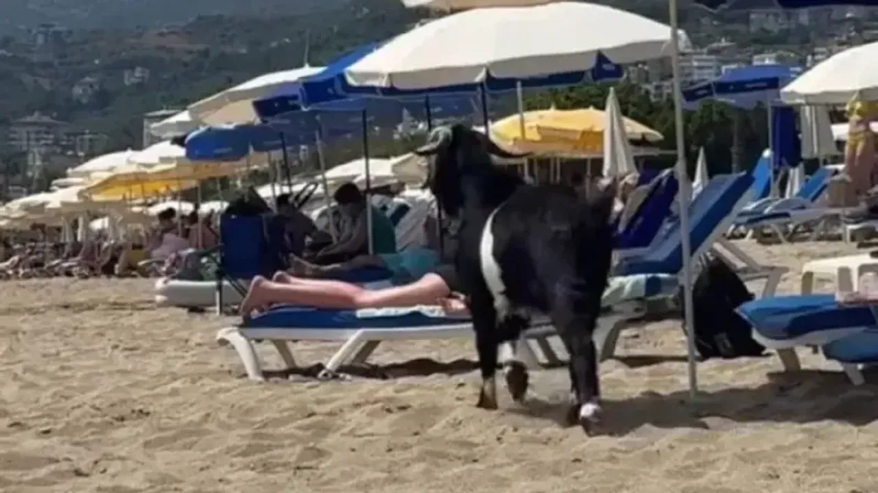 Alanya'da kaçan kurbanlık keçi plaja girdi