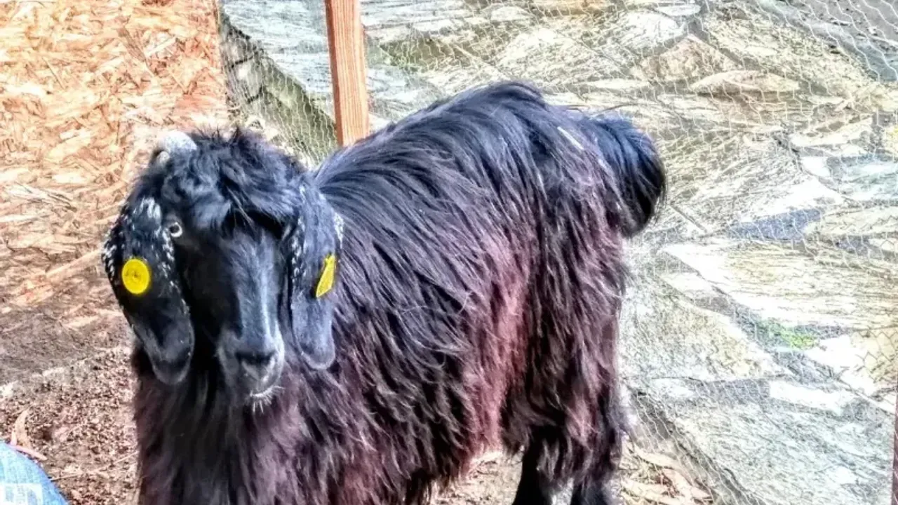 Alanya'da şap hastalığına karşı önlemler alındı