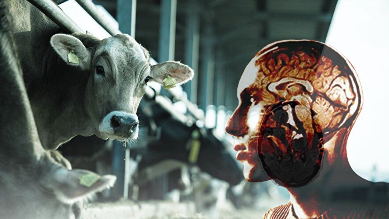 Alanya'nın yanı başında deli dana hastalığı tespit edildi