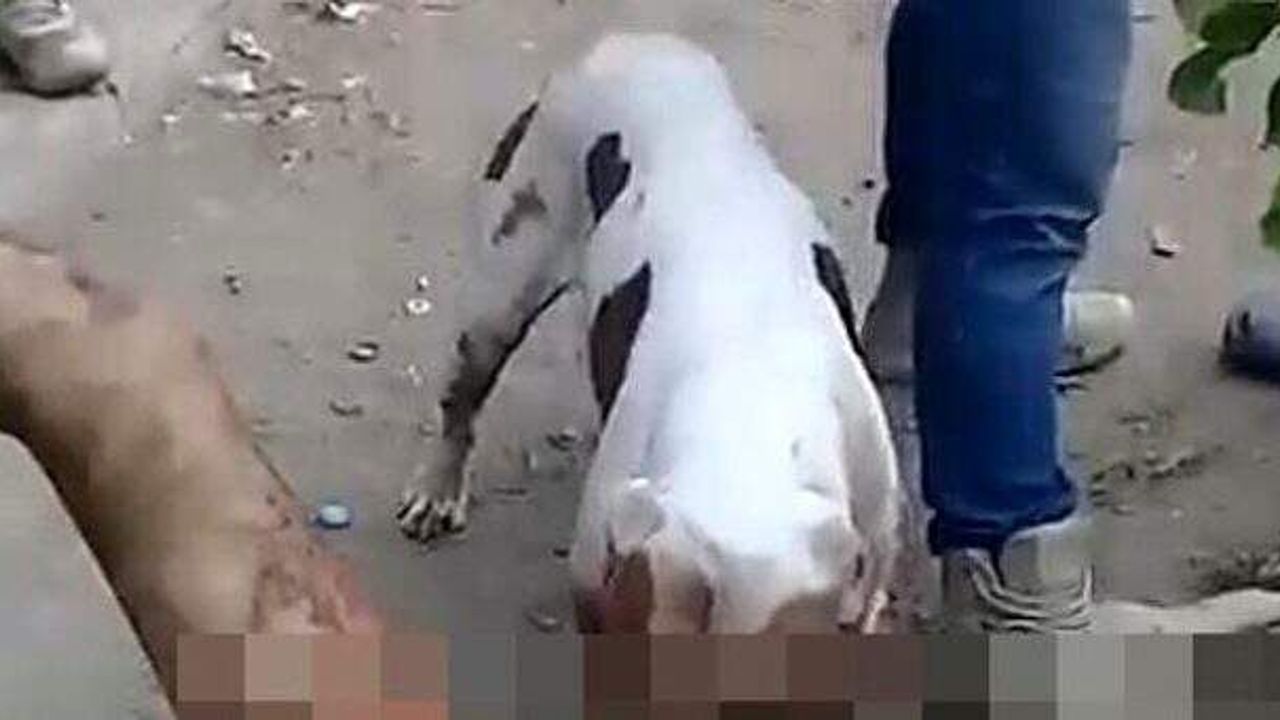 Kocasını öldürüp organını köpeğe yedirdi