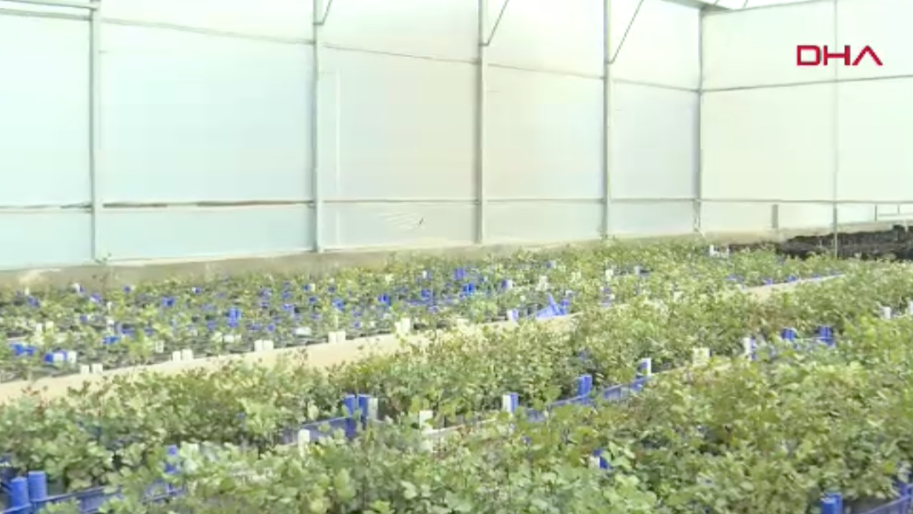 Antalya'da üreticiye 5 bin keçiboynuzu fidanı dağıtılacak