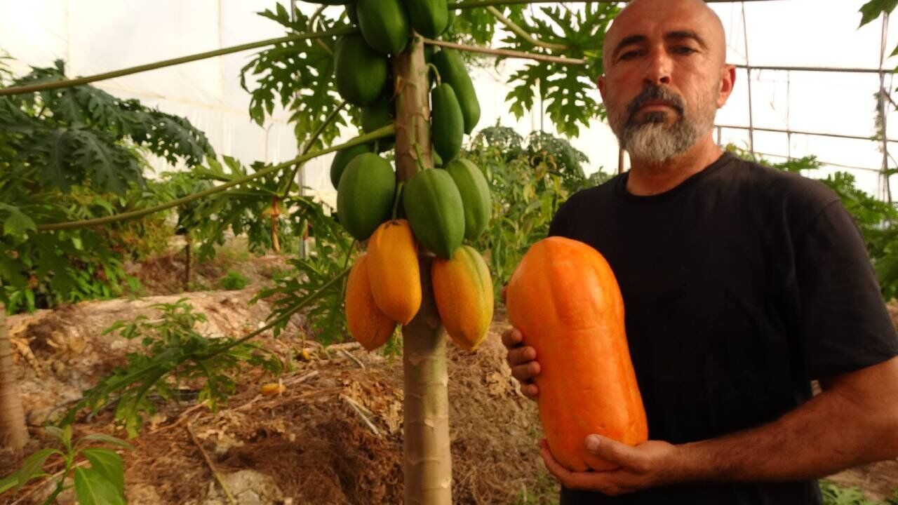 Alanya'nın bal papayası tezgaha indi: Kilosu 80-90 TL