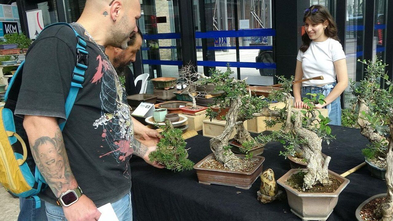 Değeri 1 milyon liraya ulaşan bonsai ağaçları sergileniyor