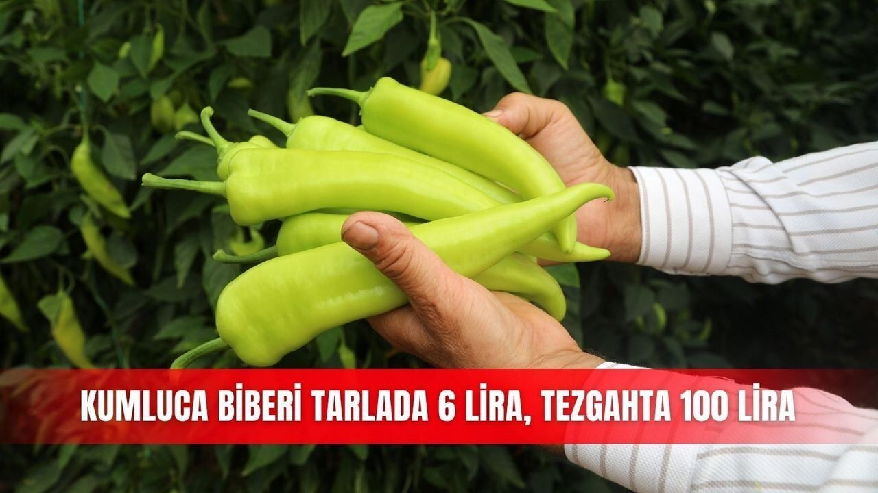 Kumluca'da biber tarlada 6 lira, tezgahta 100 lira