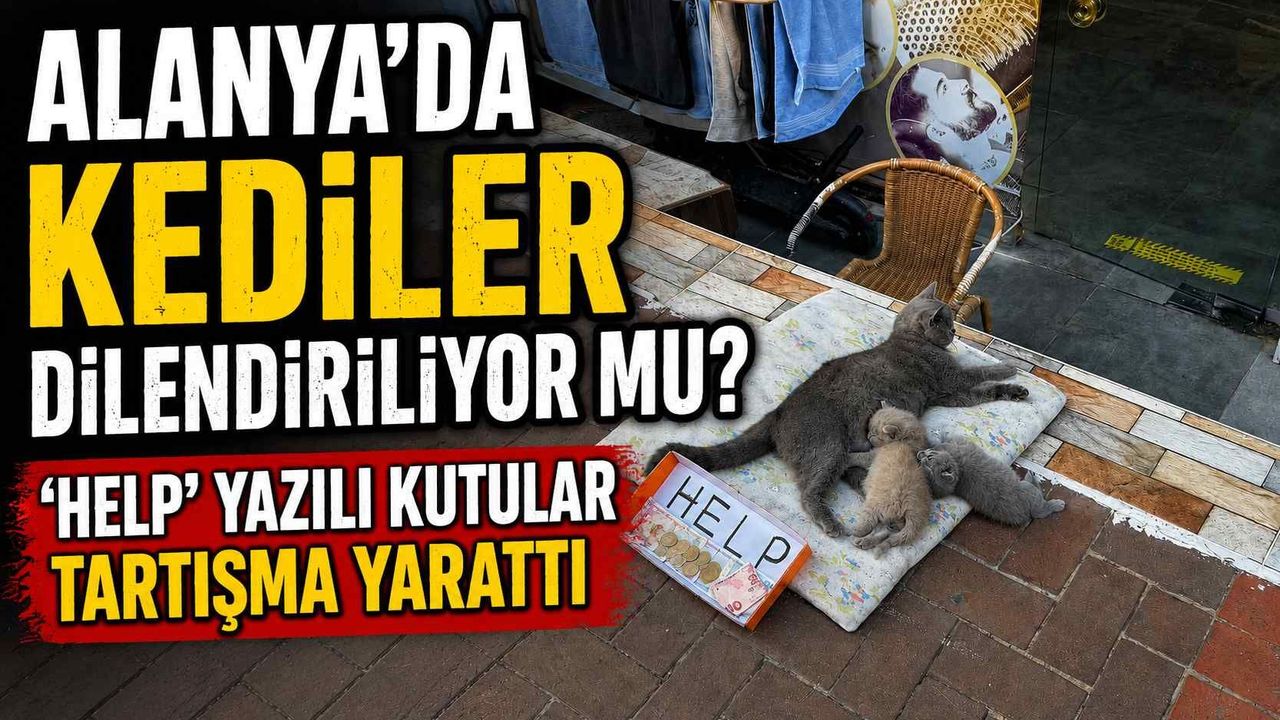Alanya'da Kediler dilendiriliyor mu? ‘HELP’ yazılı kutular t