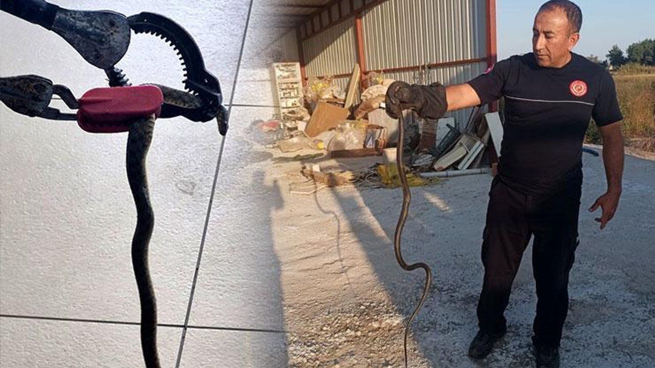 Havaların ısınmasıyla yılan vakalarında artış yaşanıyor