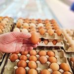 ABD'de salmonella tespiti: 1,6 milyon yumurta toplatılıyor
