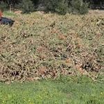 Antalya'da sera atıkları orman yangını riski yaratıyor