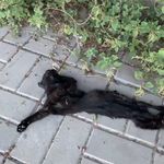 Mahmutlar'da kedi v*hşeti! Jandarma harekete geçti