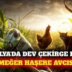 Antalya'da dev çekirge tedirginliğine doğal çözüm