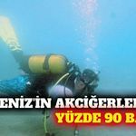 Akdeniz'de deniz çayırı restorasyonunda yüzde 90 başarı
