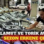 Palamut ve torik av sezonu 15 Ağustos'a çekildi