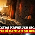 Antalya'da sokak hayvanları için temiz su çağrısı