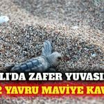 Kemer Çıralı'da 62 yavru kaplumbağa denizle buluştu