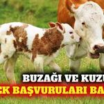 Antalya'da 2026 buzağı ve kuzu destek başvuruları başladı