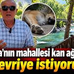 Alanya'nın o mahallesi  kan ağlıyor! "Devriye istiyoruz"