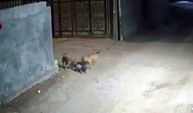 Korkunç anlar! Başıboş köpekler bebeğe saldırdı