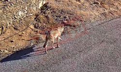 Aç kalan kurtlar Alanya’da yerleşim alanına indi