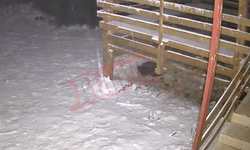 Son dakika! Alanya'da yüksek kesimlere lapa lapa kar yağıyor