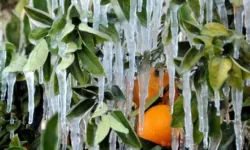 Alanya'da don alarmı: Eksi 4'leri göreceğiz