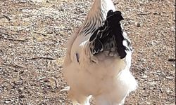 Alanya'da yılbaşı sofralarına ‘Enflasyon’ darbesi