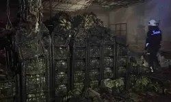 Alanya'da tonlarca muz yanarak yok oldu