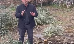 Alanya'da mağdur üreticiye fidan desteği