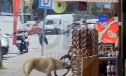 Alanya'da köpeğin hakkını söke söke aldığı anlar kamerada
