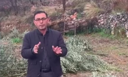 Alanya’da zeytin ağaçlarına çirkin saldırı