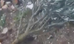 Bademağacı Mahallesi’nde ağaç katliamı: ‘5 yıllık emek çöpe gitti’