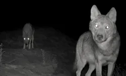 Gazipaşa'ya kurt sürüsü indi