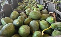 Alanya’da avokado bahçesinde hırsızlık: 3 şüpheli jandarmadan kaçamadı