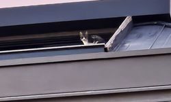 Minik kedi için seferber oldular