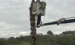 Alanya'da kedinin ‘Ağaç kavgası’ mutlu sonla bitti