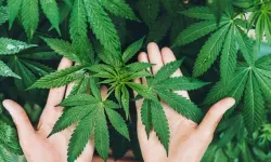 Alanya kenevir üretim merkezlerinden oluyor! Hükümetten izin çıktı