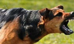 Alanya'da tehlike boyut atladı! Köpekler endemik türleri yok ediyor