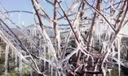 Alanya’da don alarmı: Üreticilere gece için kritik uyarı