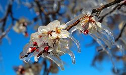 Antalya ve Alanya'da zirai don alarmı: Bu gece zorlu geçecek