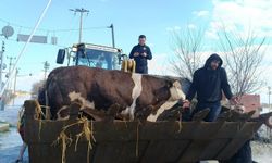 Manisa'da sağanak sele neden oldu, mahsur kalan hayvanlar kurtarıldı