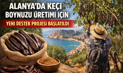 Alanya’da keçi boynuzu üretimi için yeni destek projesi başlatıldı