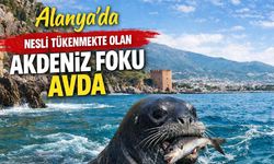 Alanya'da nesli tükenmekte olan Akdeniz Foku avda