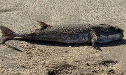 Kleopatra Plajı’nda tehlikeli misafir: 50 santimetrelik balon balığı kıyıya vurdu