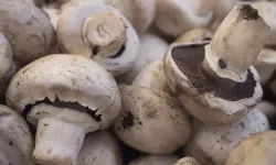 Uzmanlar uyardı: Her mantar masum değil