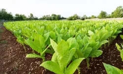 Zararları saymakla bitmiyor