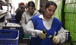 Rusya sebzede rotayı yeniden Türkiye'ye çevirdi