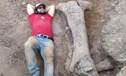 Yeni dev dinozor bulundu: tek kemik insan boyunda