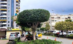 Alanya’da bahar mesaisi başladı: Park ve bahçelerde bakım seferberliği